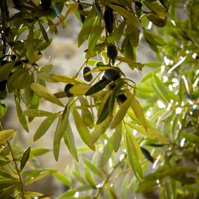 Olíva és balsamico