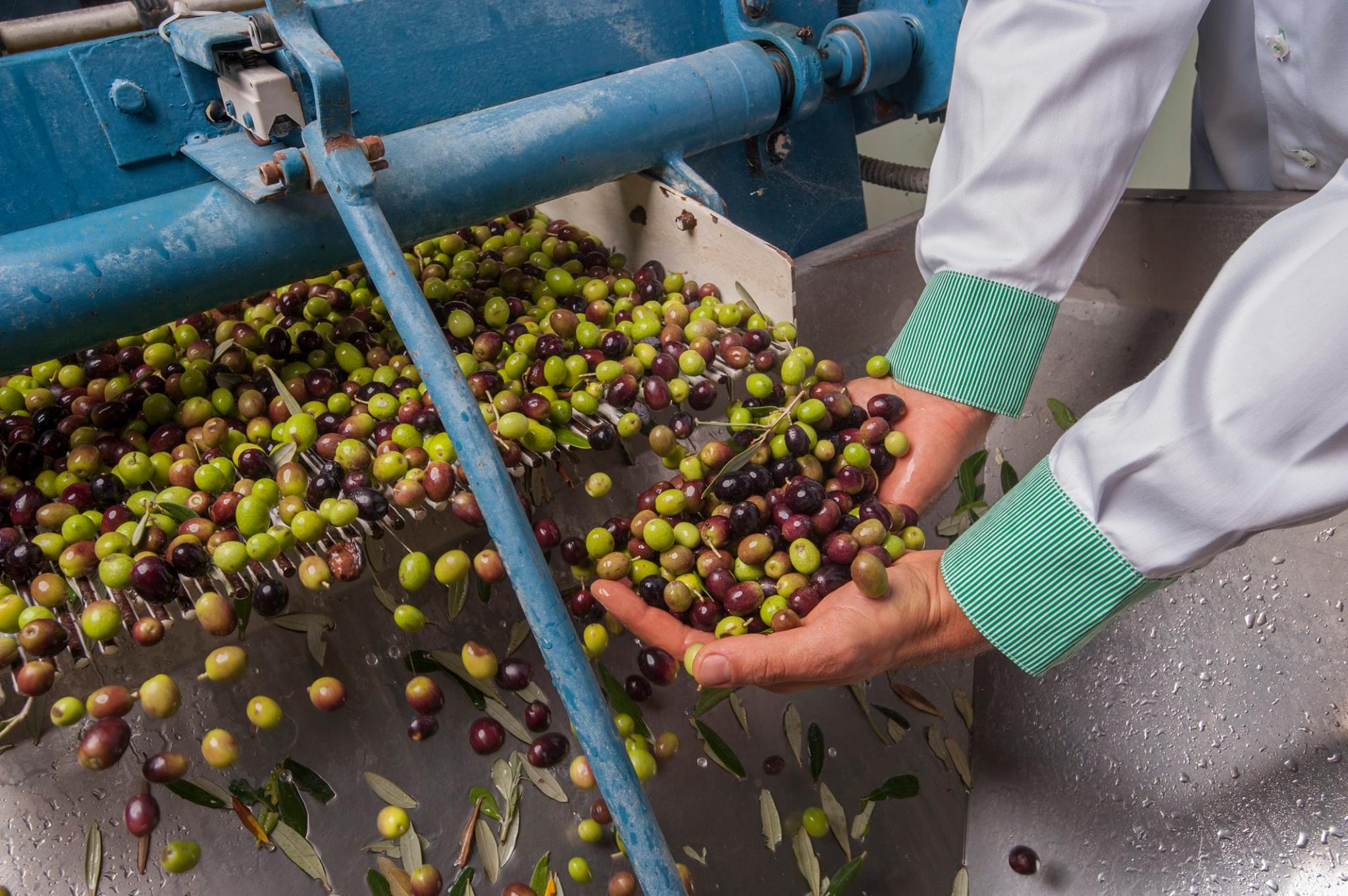 Extraszűz olívaolajat vegyünk, de pontosan milyet?